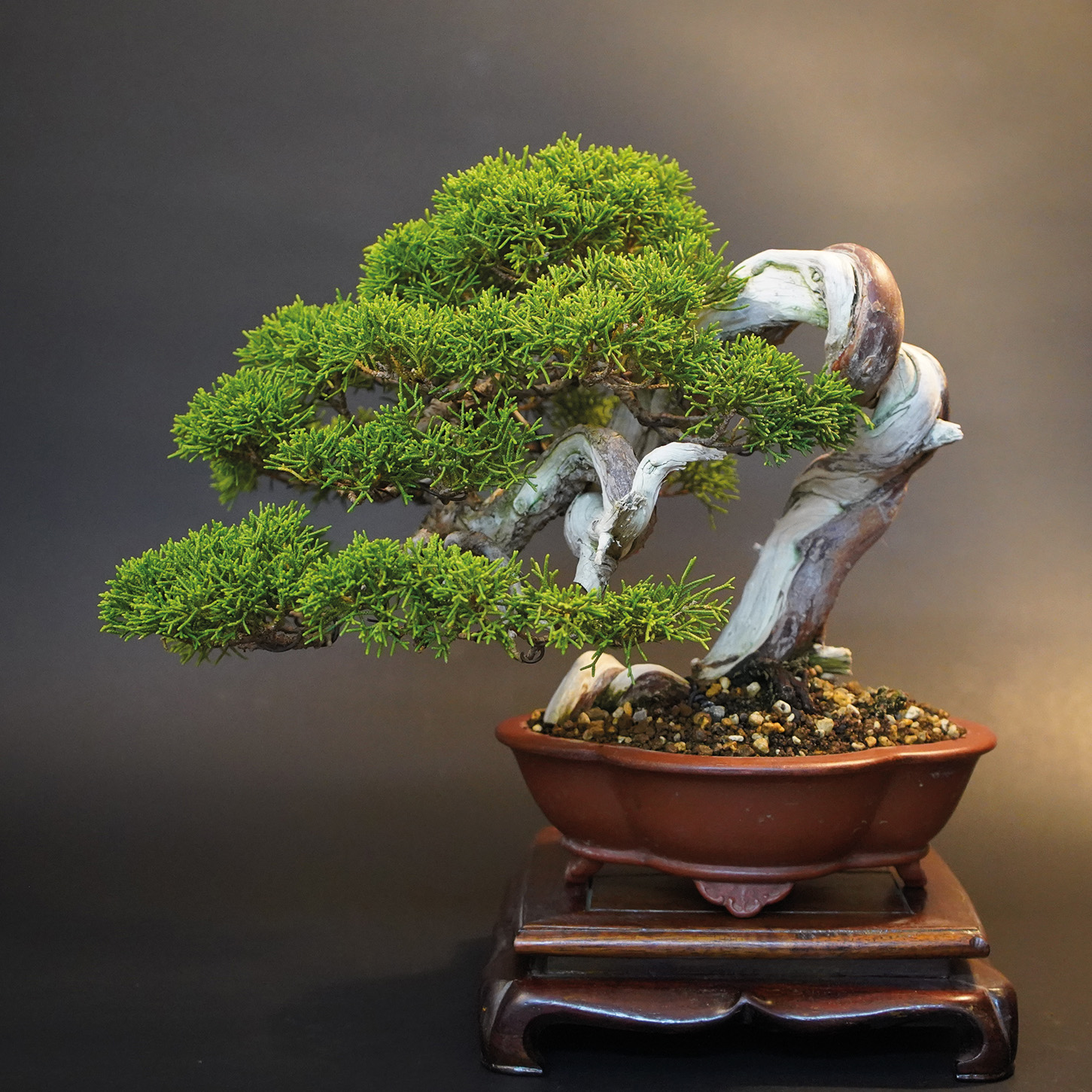 Shohin des Monats September / Oktober 2023: Itoigawa-Wacholder (Juniperus chinensis ’Itoigawa‘)