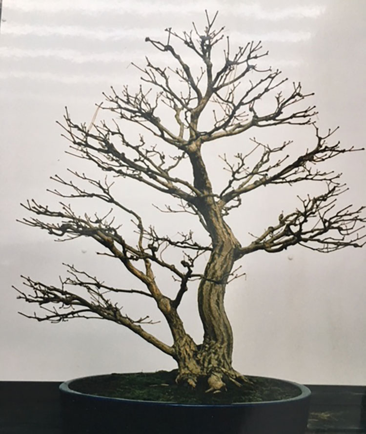  Titelbaum BONSAI ART 177: Siebolds-Ahorn (Acer sieboldianum)